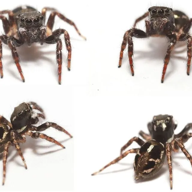 thumbnail for publication: Twin-flagged Jumping Spider Anasaitis canosa (Walckenaer, 1837) (Arachnida: Araneae: Salticidae)